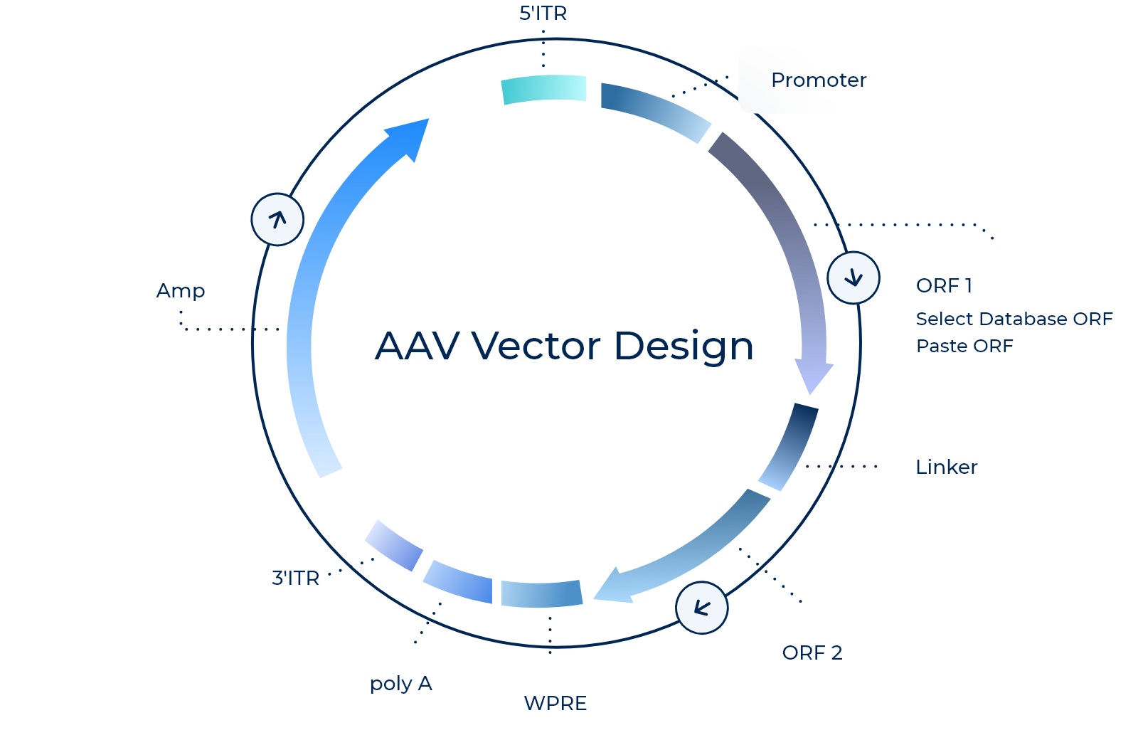 AAV Vector Design