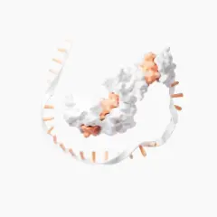 mRNA