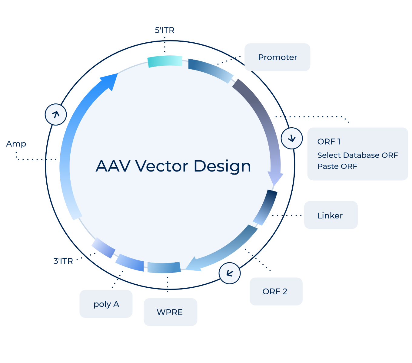 AAV Vector Design