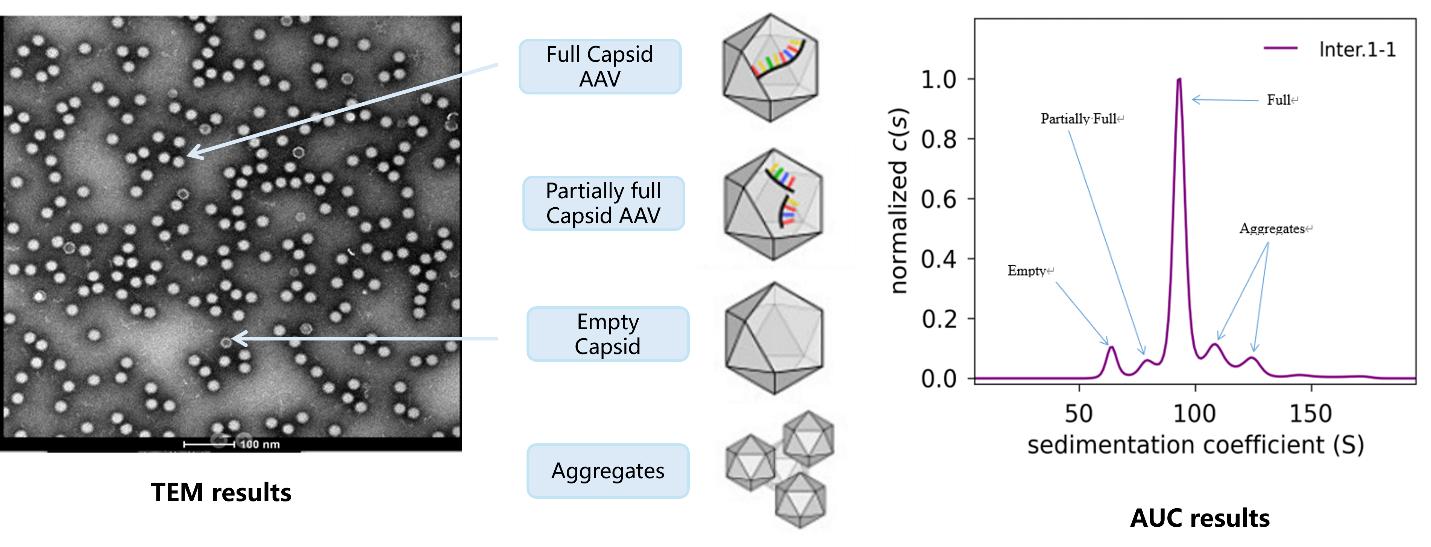 AAV-empty-capsid-rate-analysis-by-AUC