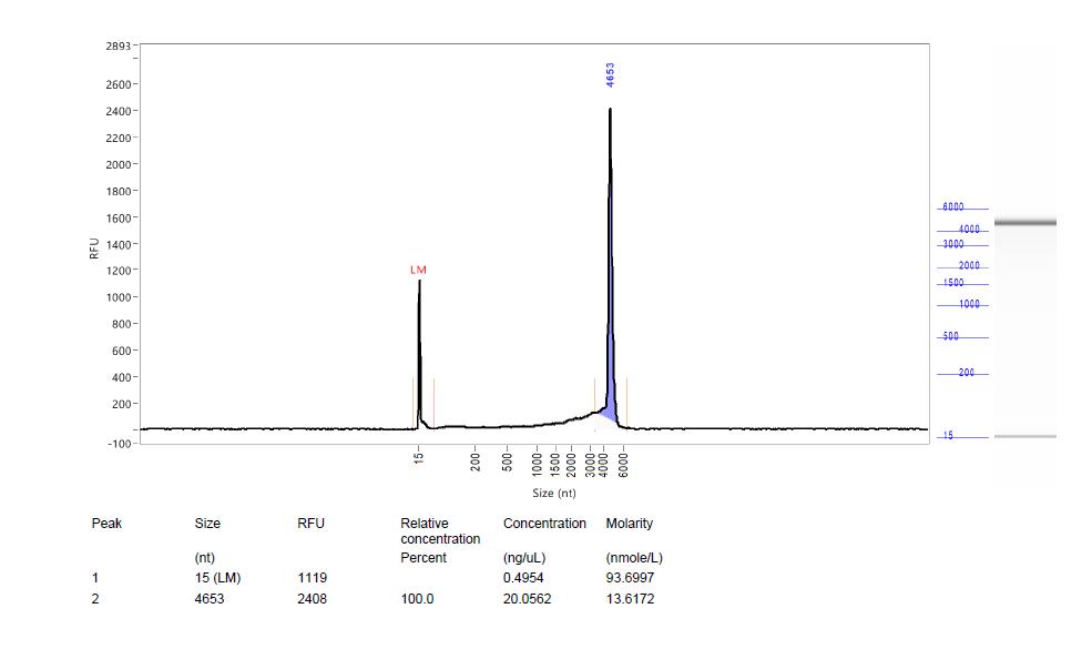 AAV-genome-integrity-analysis-by-CE