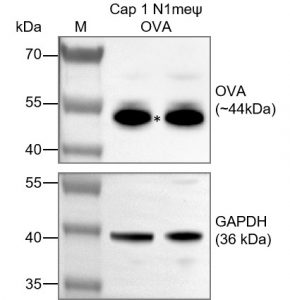 Cap-1-N1meψ-OVA
