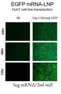EGFP-mRNA-LNP-Huh7-cell-line-transduction