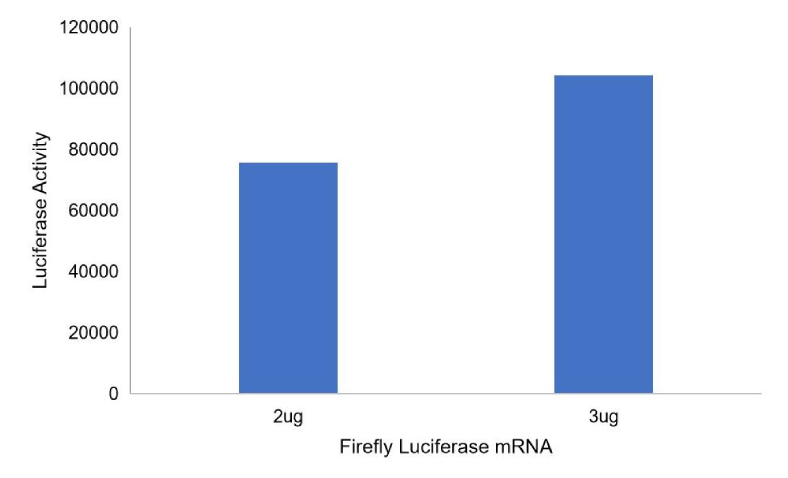 Firefly-Luciferase-mRNA-after-transfection-2