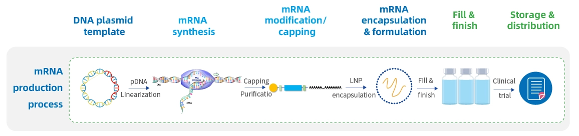 GMP-mRNA-production-process