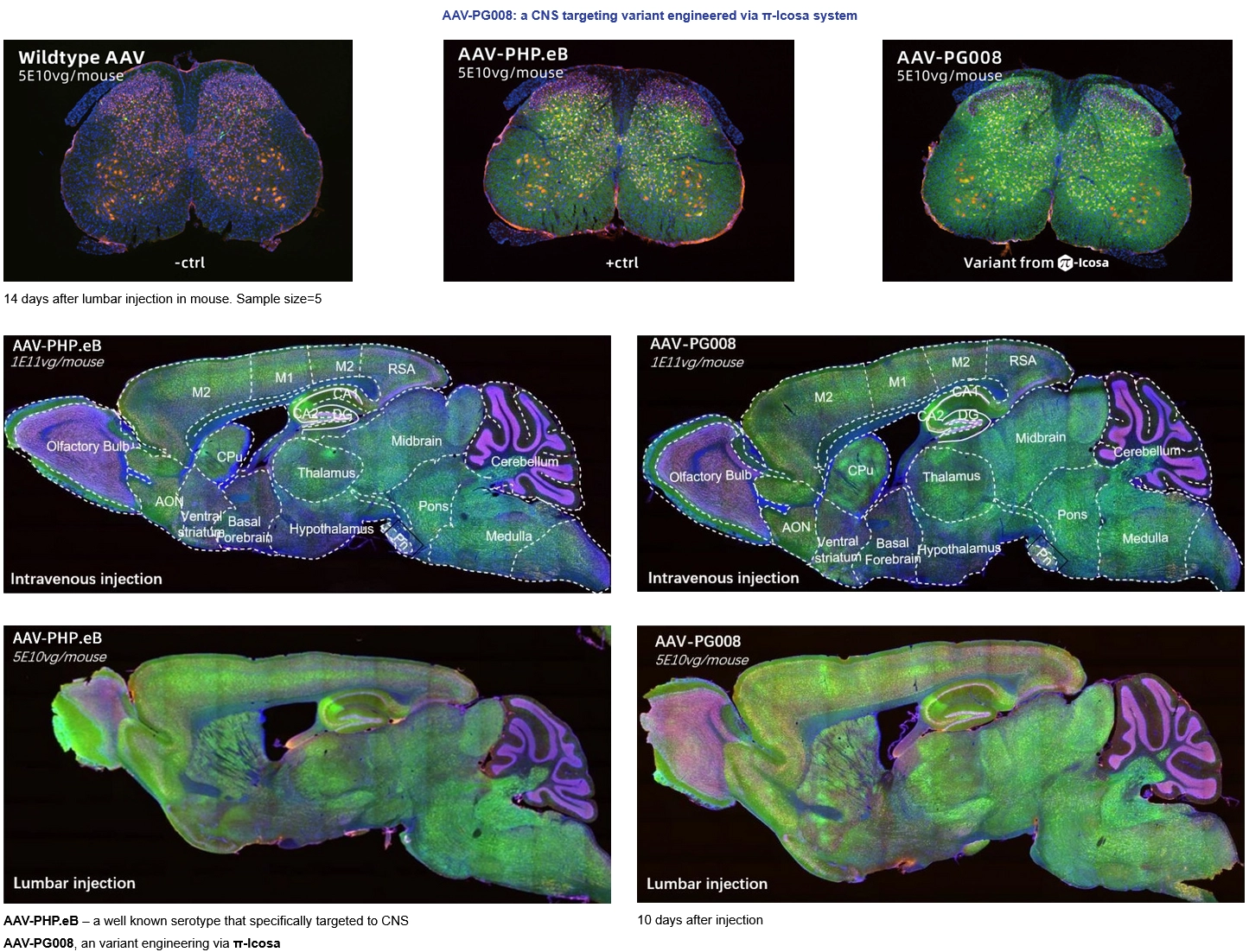 Novel-Capsid-screened-from-π-Icosa-system-target-to-CNS