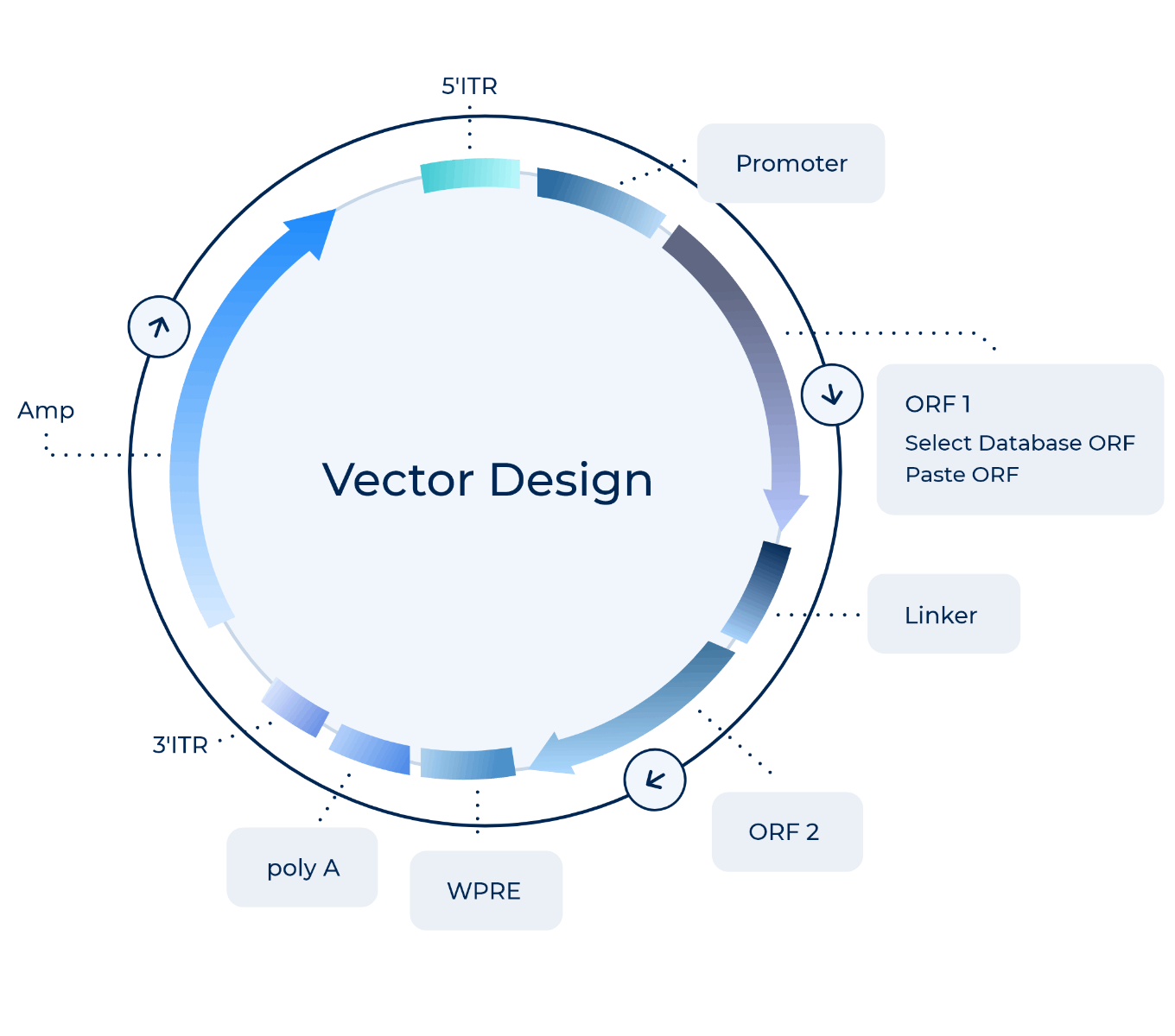 Vector Design