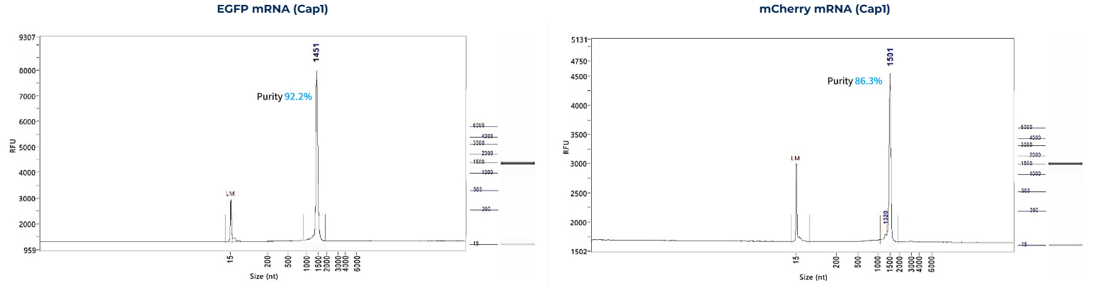 mRNA Integrity1