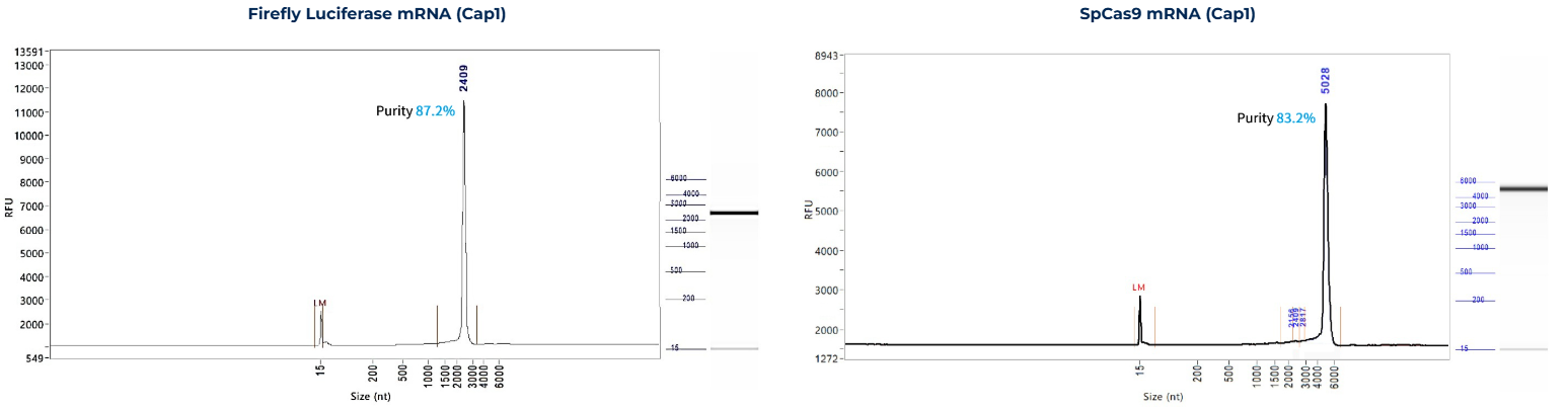mRNA Integrity2