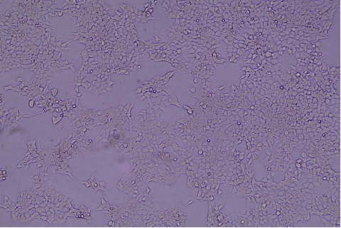 transduction-test-bright-field1