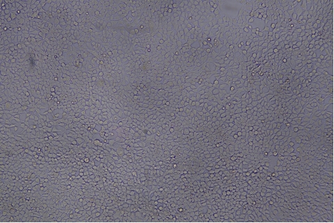 transduction-test-bright-field2