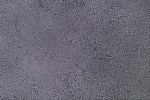 transduction-test-bright-field3
