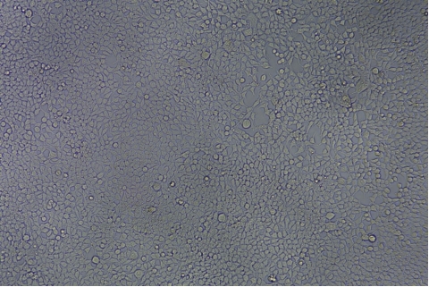 transduction-test-bright-field4