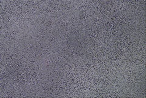 transduction-test-bright-field5