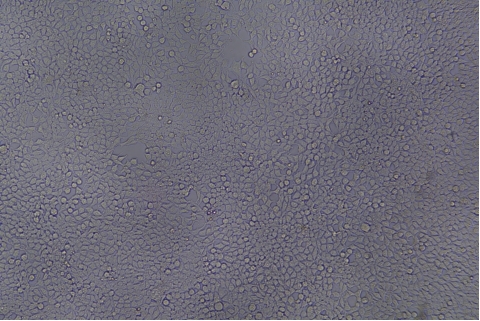 transduction-test-bright-field6