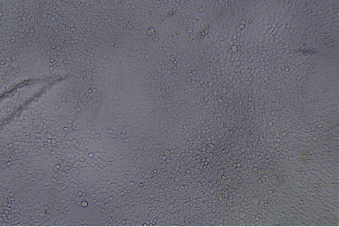 transduction-test-bright-field7