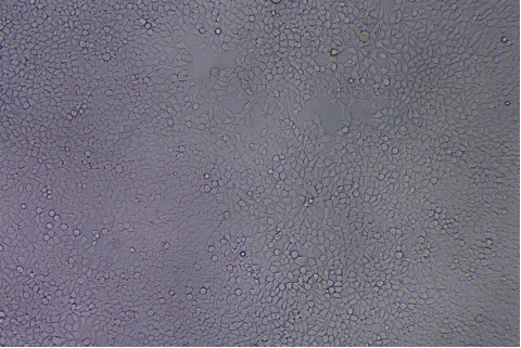 transduction-test-bright-field8