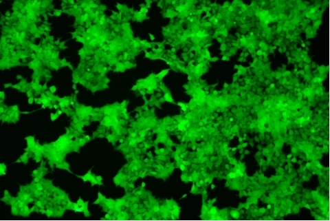 transduction-test-fluorescent-field1
