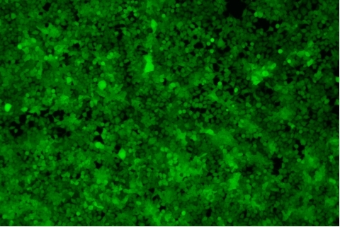 transduction-test-fluorescent-field2