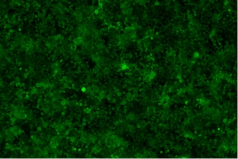 transduction-test-fluorescent-field3