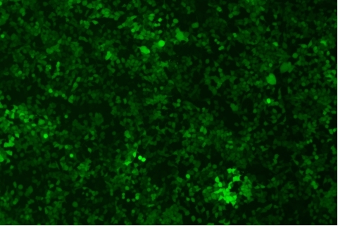 transduction-test-fluorescent-field4