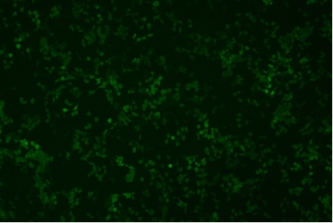transduction-test-fluorescent-field6