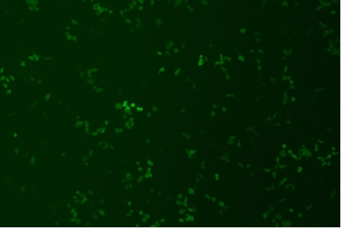 transduction-test-fluorescent-field8
