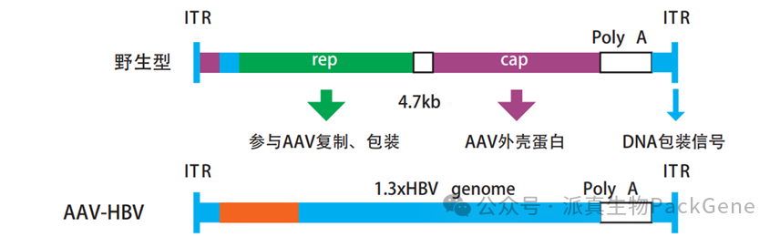 Aav hbv质粒示意图