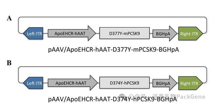 Paav pcsk9质粒示意图
